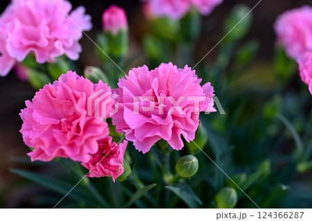 ピンクのカーネーション 124366287