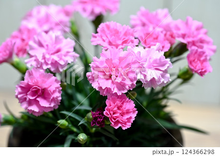ピンクのカーネーション 124366298