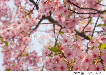桜の花 124366345