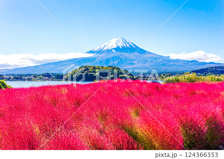 青空の富士山と真っ赤に染まったコキア 青空の富士山と真っ赤に染まったコキア 124366353