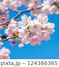 青空に映える桜 124366365