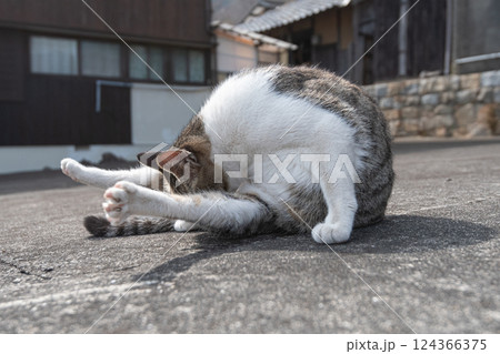 毛づくろいをしている可愛い野良猫 124366375