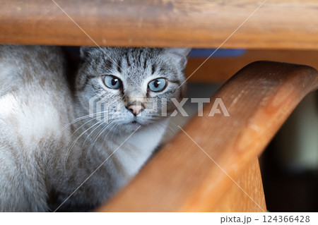 椅子の下からこちらを見つめる猫　シャムトラ猫 124366428