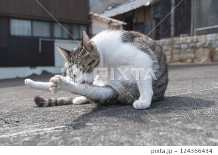 毛づくろいをしている可愛い野良猫 124366434