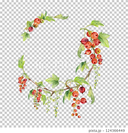 Currant gooseberry with green leaves, flowers in long clusters, berry hanging on branches. Isolated wreath frame hand drawn in watercolor. Craft herbal cosmetics, aroma candles, horticulture gardening 124366449