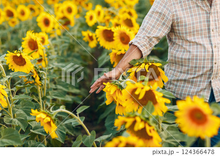 Man farmer walking with hands touching flowers in a sunflower field 124366478