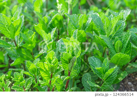 フレッシュなミントの葉 ハーブや料理・ガーデニング素材に最適 フレッシュなミントの葉 ハーブや料理・ガーデニング素材に最適 124366514