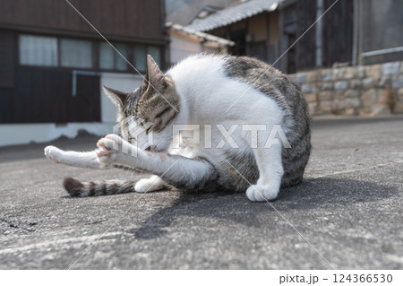 毛づくろいをしている可愛い野良猫 124366530