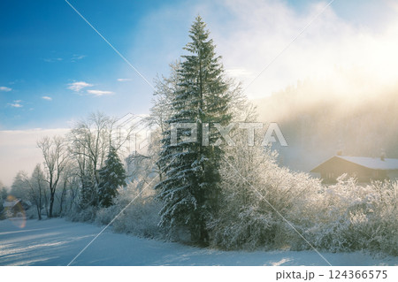 Winter rural landscape in early misty morning. Snow-covered spruce trees on the field in winter. 124366575