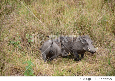 仲間に追われるイボイノシシ 124366699
