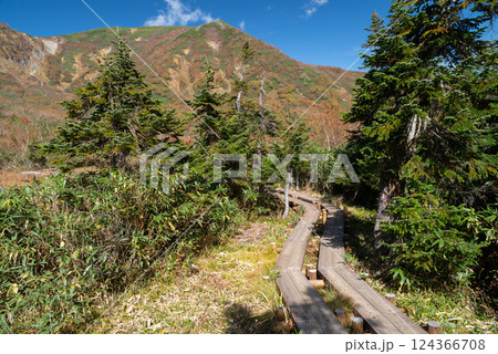 美しい紅葉 栂池高原 美しい紅葉 栂池高原 124366708