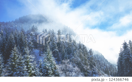 Snow-covered spruce trees on the mountainside in winter Snow-covered spruce trees on the mountainside in winter 124366746