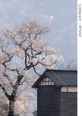 満開の桜と建物 124366871
