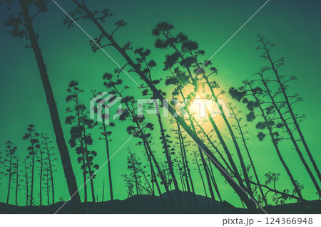 Silhouette of agave trees against sunset sky. A row of agaves in bloom during sunset. Nature background Green toning Silhouette of agave trees against sunset sky. A row of agaves in bloom during sunset. Nature background Green toning 124366948