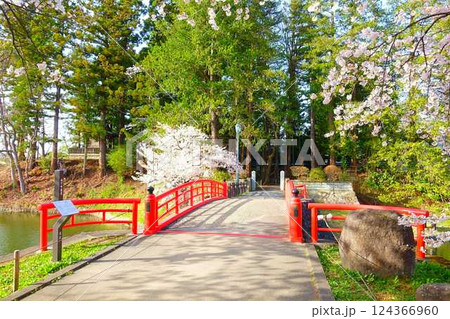 満開の桜 花筏 松が岬公園 さくら サクラ ソメイヨシノ 満開の桜 花筏 松が岬公園 さくら サクラ ソメイヨシノ 124366960