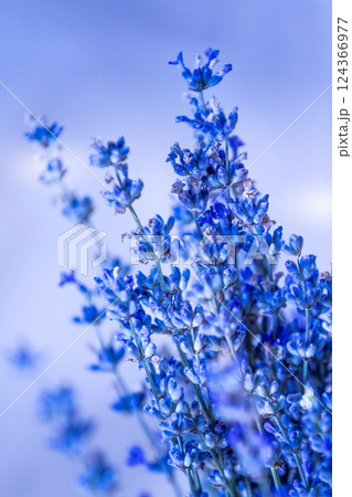 Close-up of lavender flowers, Soft focus Close-up of lavender flowers, Soft focus 124366977