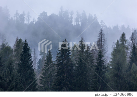 Pine trees black stylized silhouette photo Pine trees black stylized silhouette photo 124366996