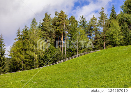 Green tree forest background, Alpine mountains 124367010
