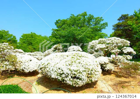 満開のつつじ　ツツジ　白つつじ公園　松ヶ池公園　長井市 124367014