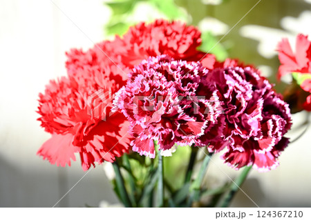 カーネーション 124367210