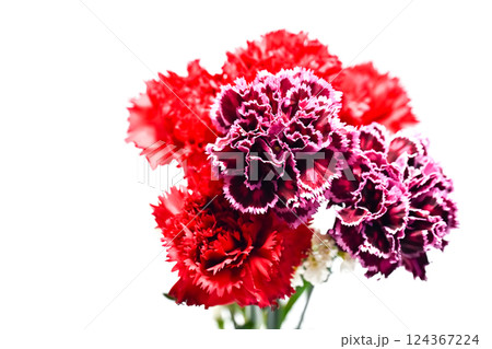 カーネーション カーネーション 124367224