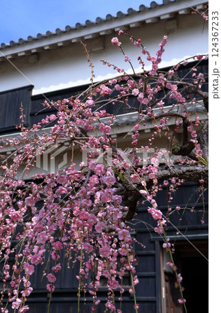しだれ梅 詰門の前で咲き誇る (高知県 高知城) しだれ梅 詰門の前で咲き誇る (高知県 高知城) 124367233