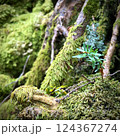 森の中の苔むした風景 124367274