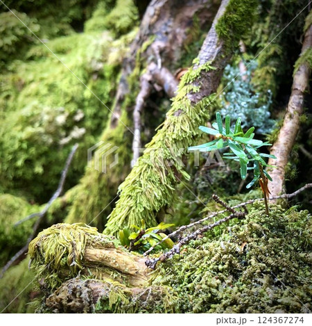 森の中の苔むした風景 森の中の苔むした風景 124367274