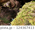 大きな木の下で繰り広げられる苔の世界 124367413