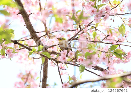 桜とメジロ 33 桜とメジロ 33 124367641