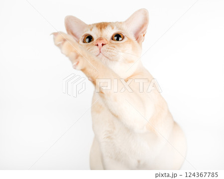Burmese cream cat on white background. 124367785