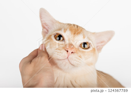 Human hand petting Burmese cat. 124367789