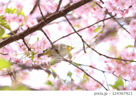 桜とメジロ 41 124367921