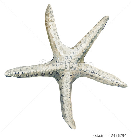 white starfish watercolor illustration, sea animal isolated on white, tropical marine creature, underwater ocean nature white starfish watercolor illustration, sea animal isolated on white, tropical marine creature, underwater ocean nature 124367943