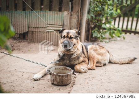 The dog on the chain lies beside the bowl of food. Rural life. Pets. 124367988