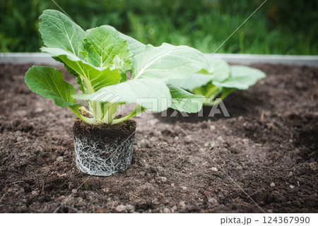 Close-up of fresh Chinese cabbage seedlings with an open root system ready to be transplanted into the garden bed. 124367990