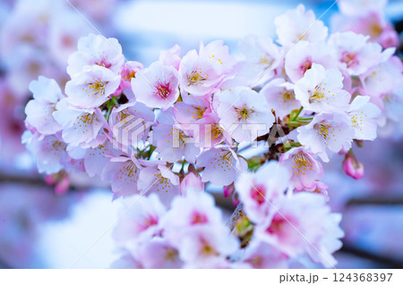 開花したばかりの桜 124368397