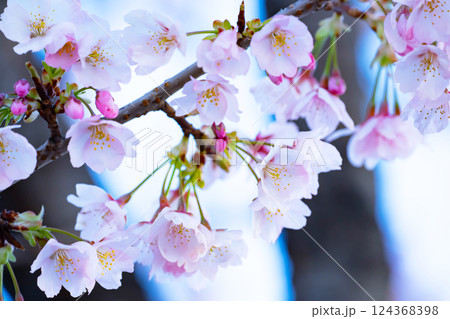 開花したばかりの桜 124368398