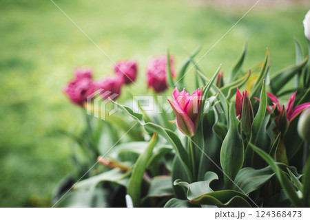 Beautiful tulip flowers blooming in the garden. Spring, holidays, mother's day, women's business concept. 124368473