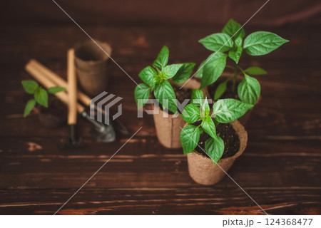 Planting seedlings of peppers in peat pots at home. Garden tools. Growing domestic herbs and vegetables. Planting seedlings of peppers in peat pots at home. Garden tools. Growing domestic herbs and vegetables. 124368477
