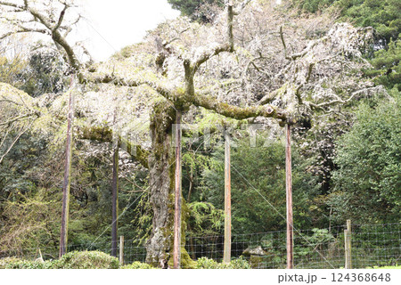 長興山 紹太寺 枝垂れ桜 長興山 紹太寺 枝垂れ桜 124368648