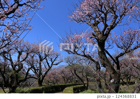 梅ほころぶ梅ノ段を歩く (高知県 高知城) 梅ほころぶ梅ノ段を歩く (高知県 高知城) 124368831