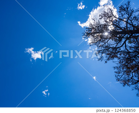 Sunlight Filtering Through Tree Branches Against a Clear Blue Sky Sunlight Filtering Through Tree Branches Against a Clear Blue Sky 124368850