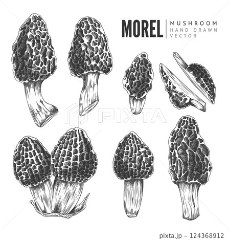 Vector set of whole and chopped Marcella mushrooms on a white background. 124368912