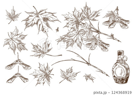 Illustration of a set of sketch maple leaves, branches and seeds with a bottle of maple syrup. 124368919