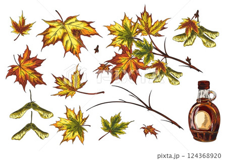 Vector illustration of a set of leaves, seeds, branches and a bottle of maple syrup. 124368920
