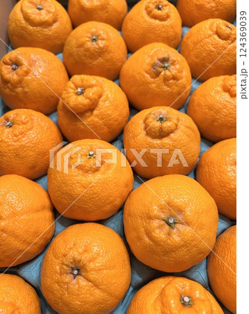 大量のデコポン 大量のデコポン 124369039