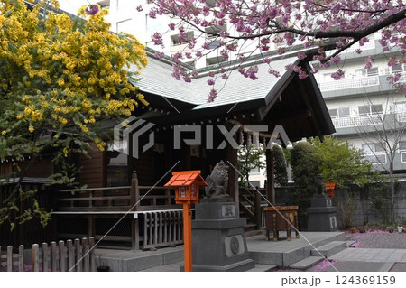 春の蔵前神社 春の蔵前神社 124369159