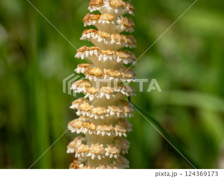 ツクシ ツクシ 124369173