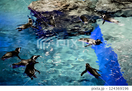 水族館で泳いでいる可愛いペンギンたちの姿 水族館で泳いでいる可愛いペンギンたちの姿 124369196